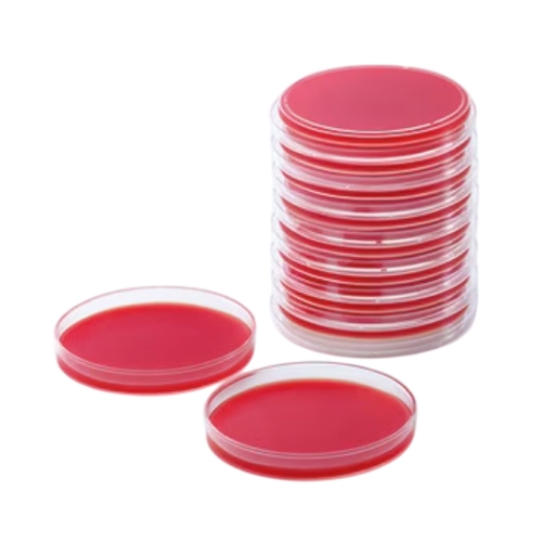 �q�c�W���t���V�|�n(M) 20��