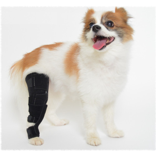 ACL�@Brace�@plus