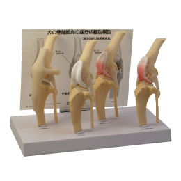 犬の膝関節骨関節炎模型