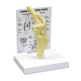 ���̍��͌^