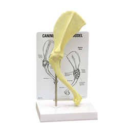 ���̍��͌^