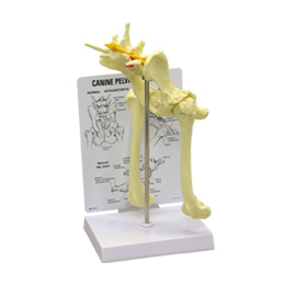 ���̍��͌^