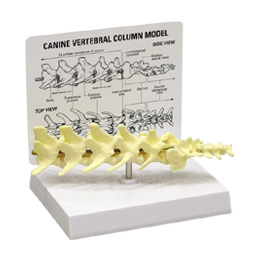 ���̍��͌^�i�I�֐߁E�G�֐߁E���֐߁E�Ҋ֐߁E���Łj