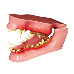 歯と顎