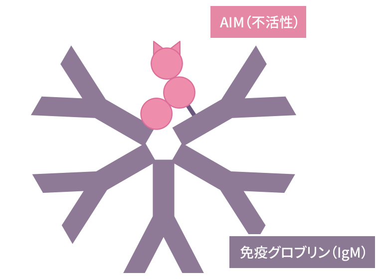 �Ɖu�O���u�����iIgM�j