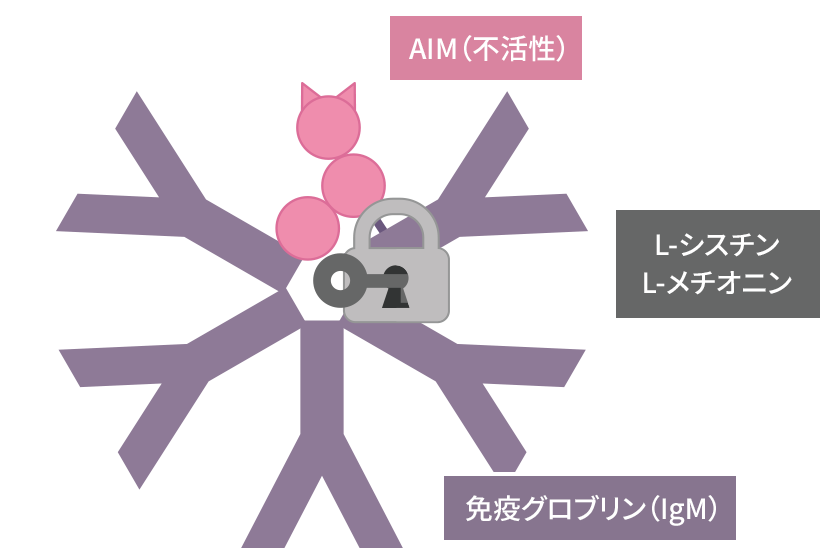 L-�V�X�`���EL-���`�I�j���ɂ��l�R��AIM��IgM(�Ɖu�O���u����)����V��