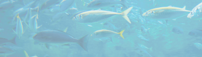 EPA �R���Ǎ�p