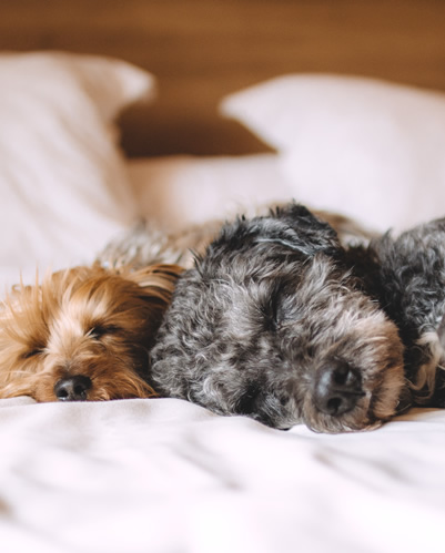 あたらしい犬のアトピー性皮膚炎の管理